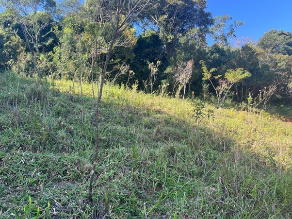 Terreno, 2 hectares - Foto 10