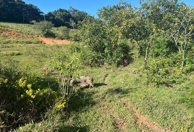 Terreno, 2 hectares - Foto 13